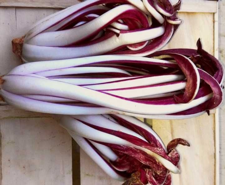 Radicchio treviso / chicória / endívia