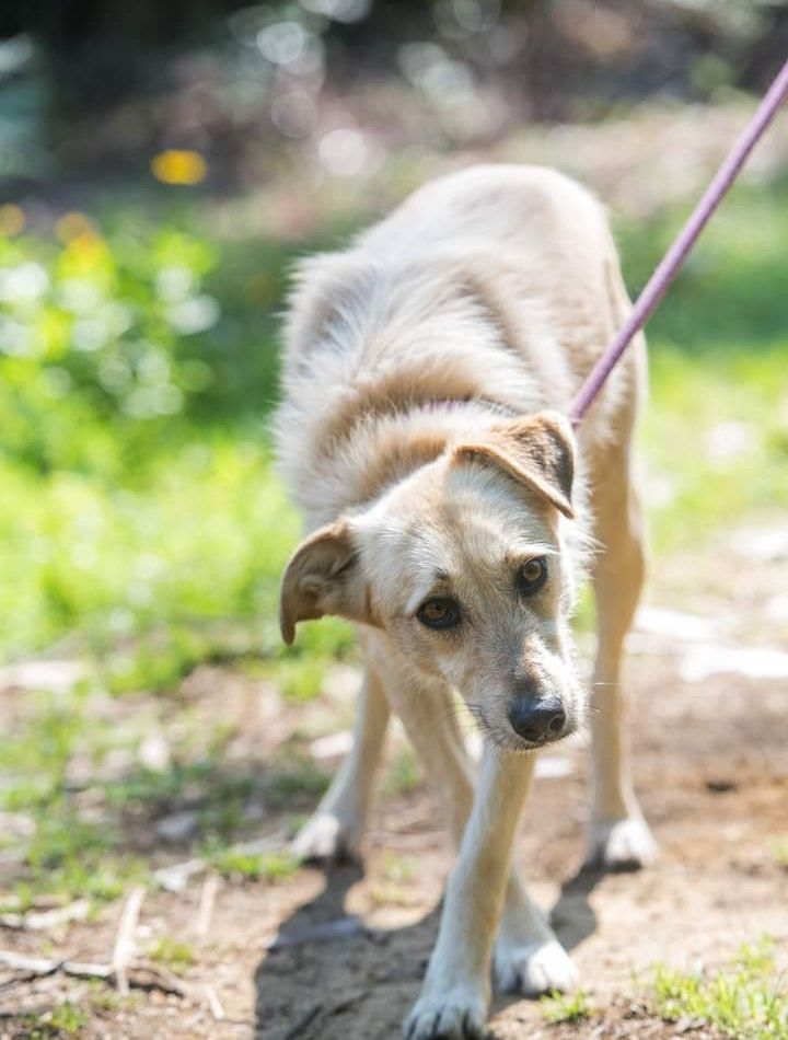 Bonnie- cachorra de porte médio para adoção