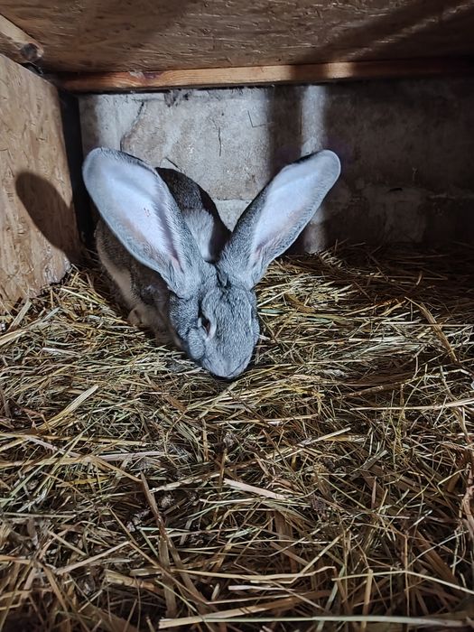 Olbrzym belgijski SZYNSZYLOWY