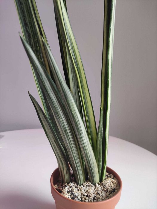 Sansevieria trifasciata Bantel's Sensation sadzonka do ukorzenienia
