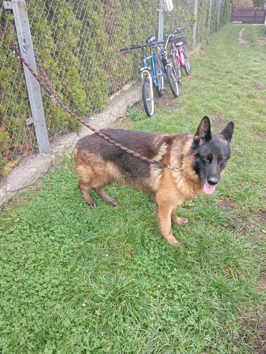 Sprzedam owczarka niemieckiego