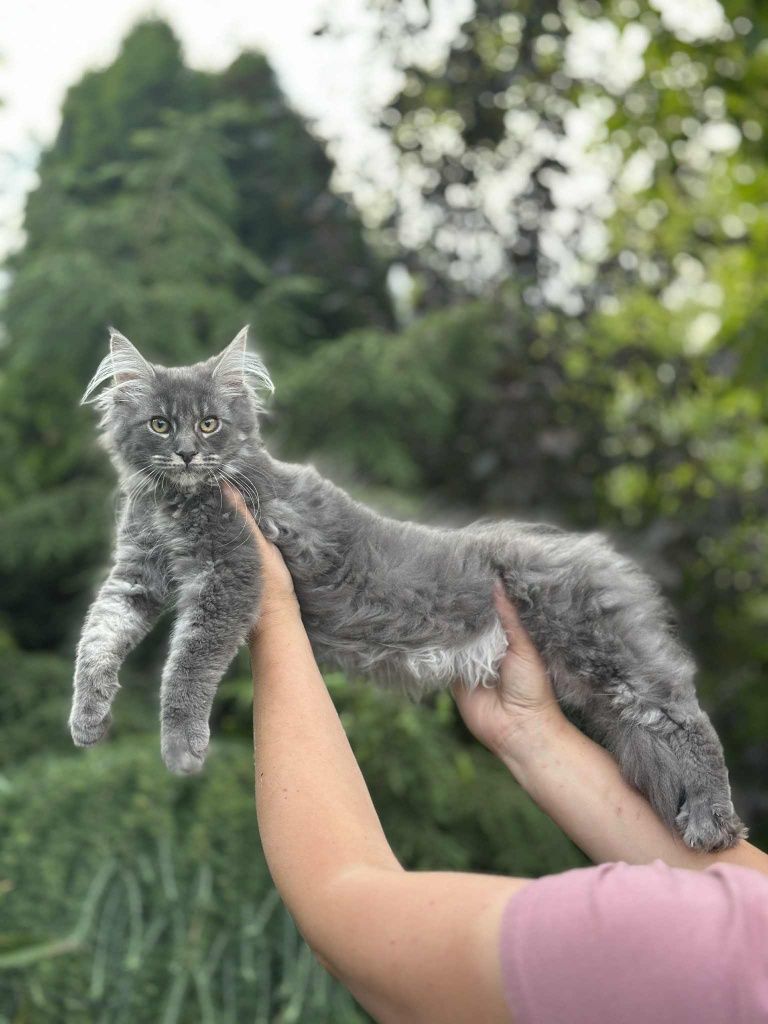 Umbrella niebieski klasyk Maine Coon. Zapraszamy