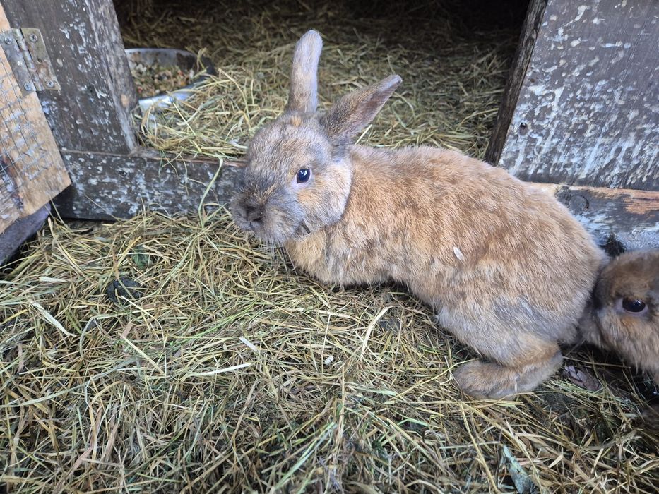 Króliki miniaturki za darmo PILNIE