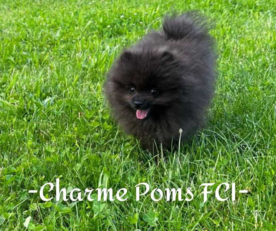 Szpic miniaturowy pomeranian pies uroczy FCI