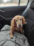 Senior Ron do adopcji