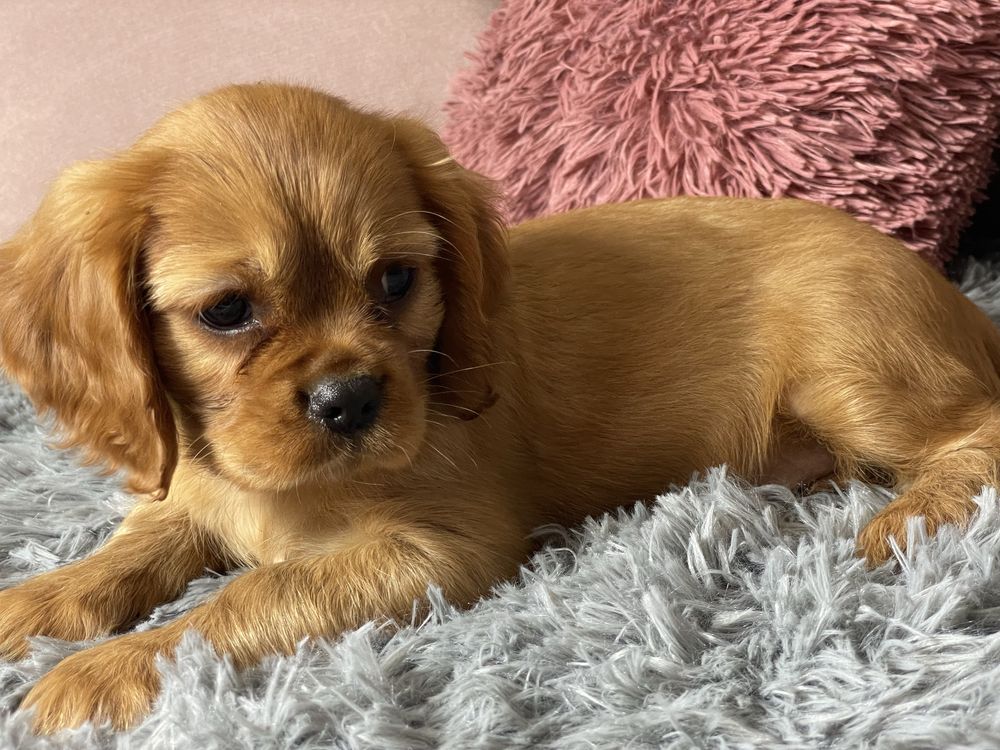 Cavalier King Charles Spaniel
