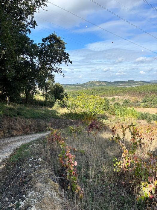 Terreno com 130 oliveiras amanhadas