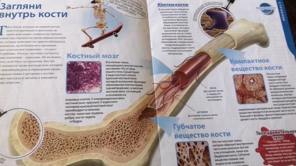 2 увлекательных журнала анатомия для детей"тело человека"