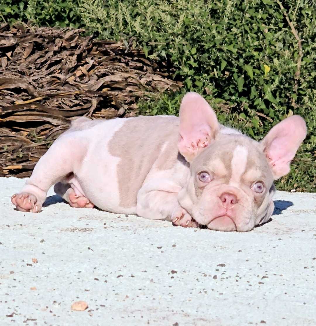 Bulldog francês Macho  Cor News Shade Pied And Tan
