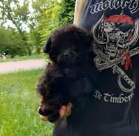 Великолепный щеночек помапу в маленьком размере. Киев