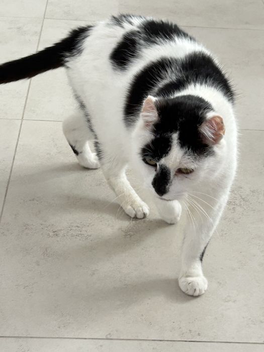 Marcel - poleca się do adopcji