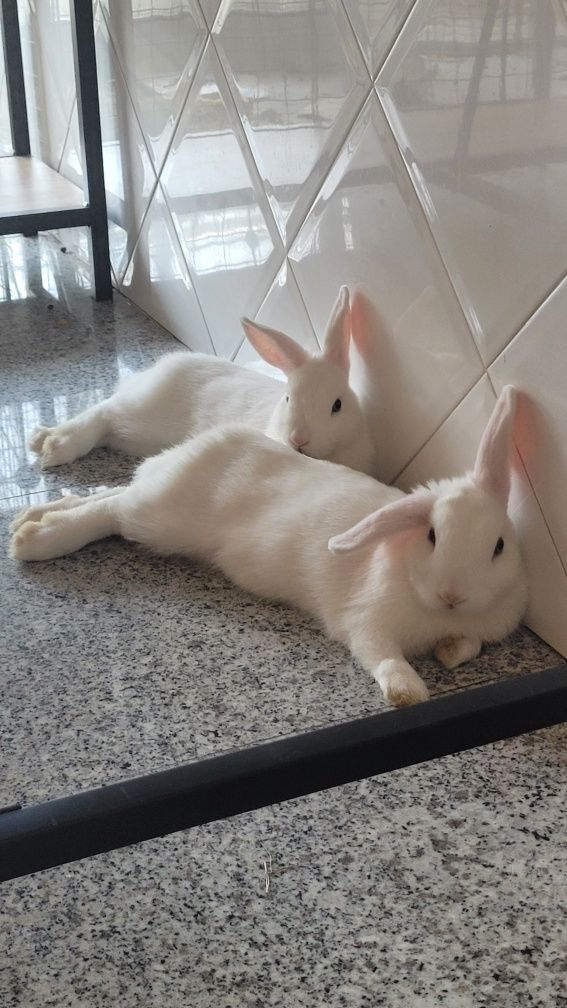 Coelhinho bebé adoção