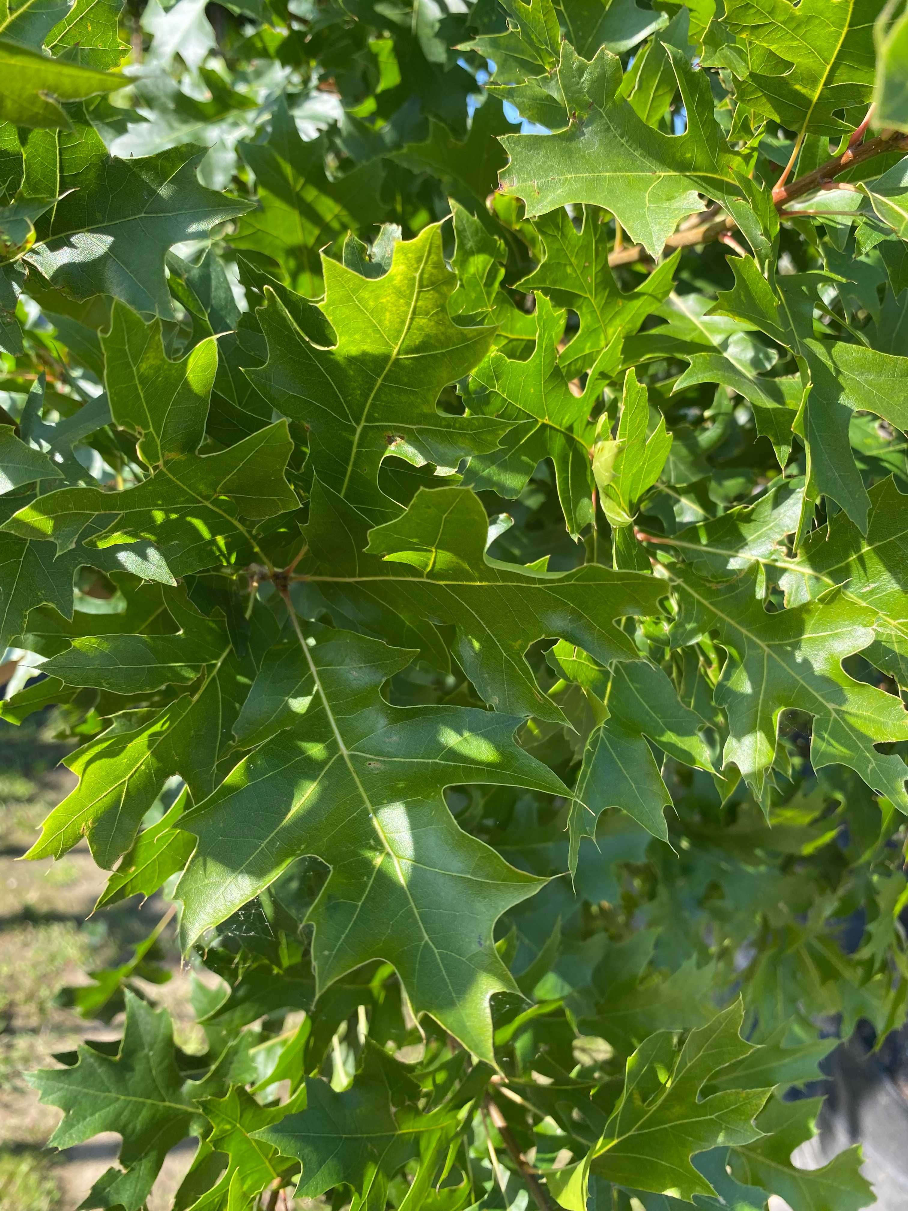 Dąb błotny GREEN DWARF 6-8 wysokość Pa 220 cm