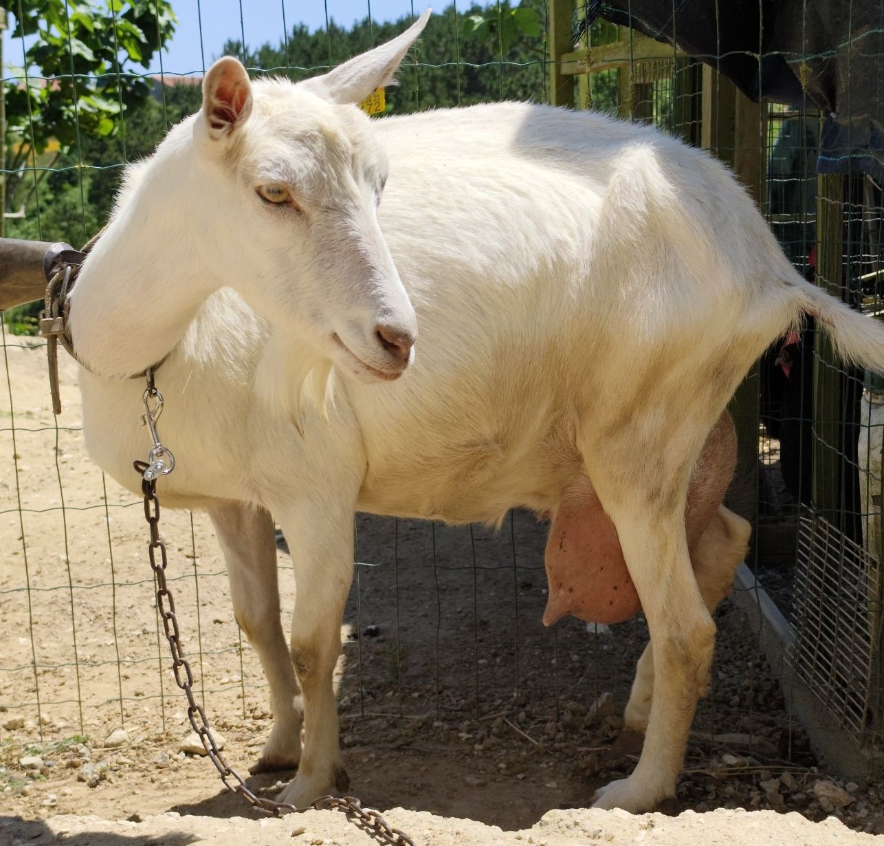 Cabrito sannen com 3 meses