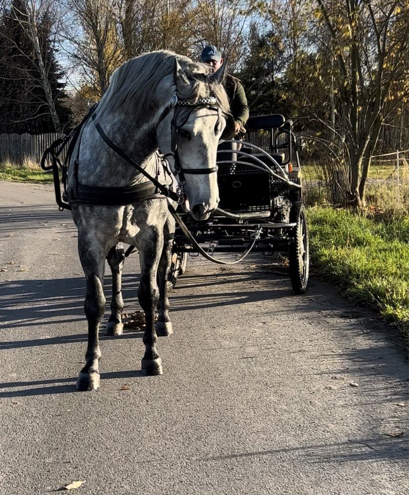 Ogier śląski Lester