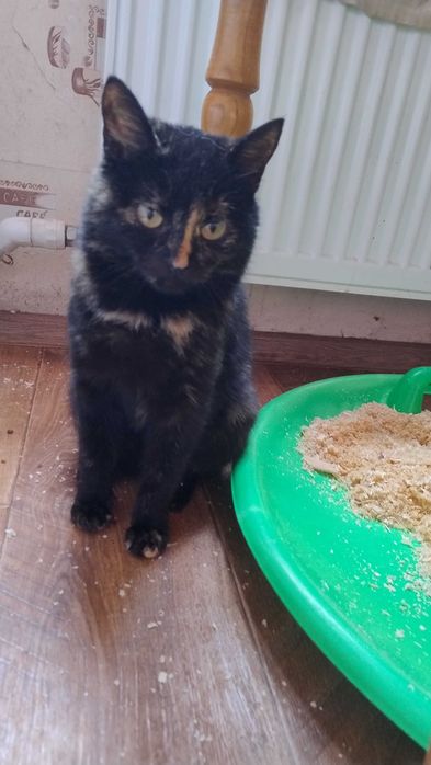 Трьохмасна  кішка