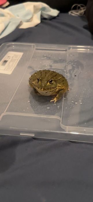 Rã-touro africana mais info mande mensagem