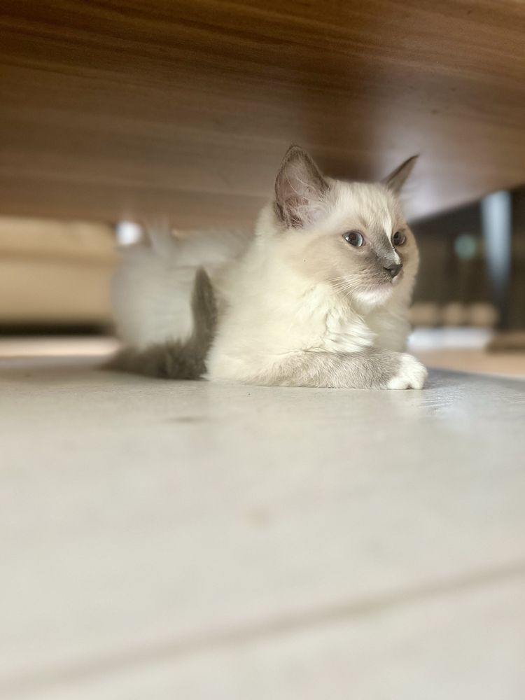 Ragdoll kotka blue mitted rodowód FPL FiFe FCI kot chip do odbioru