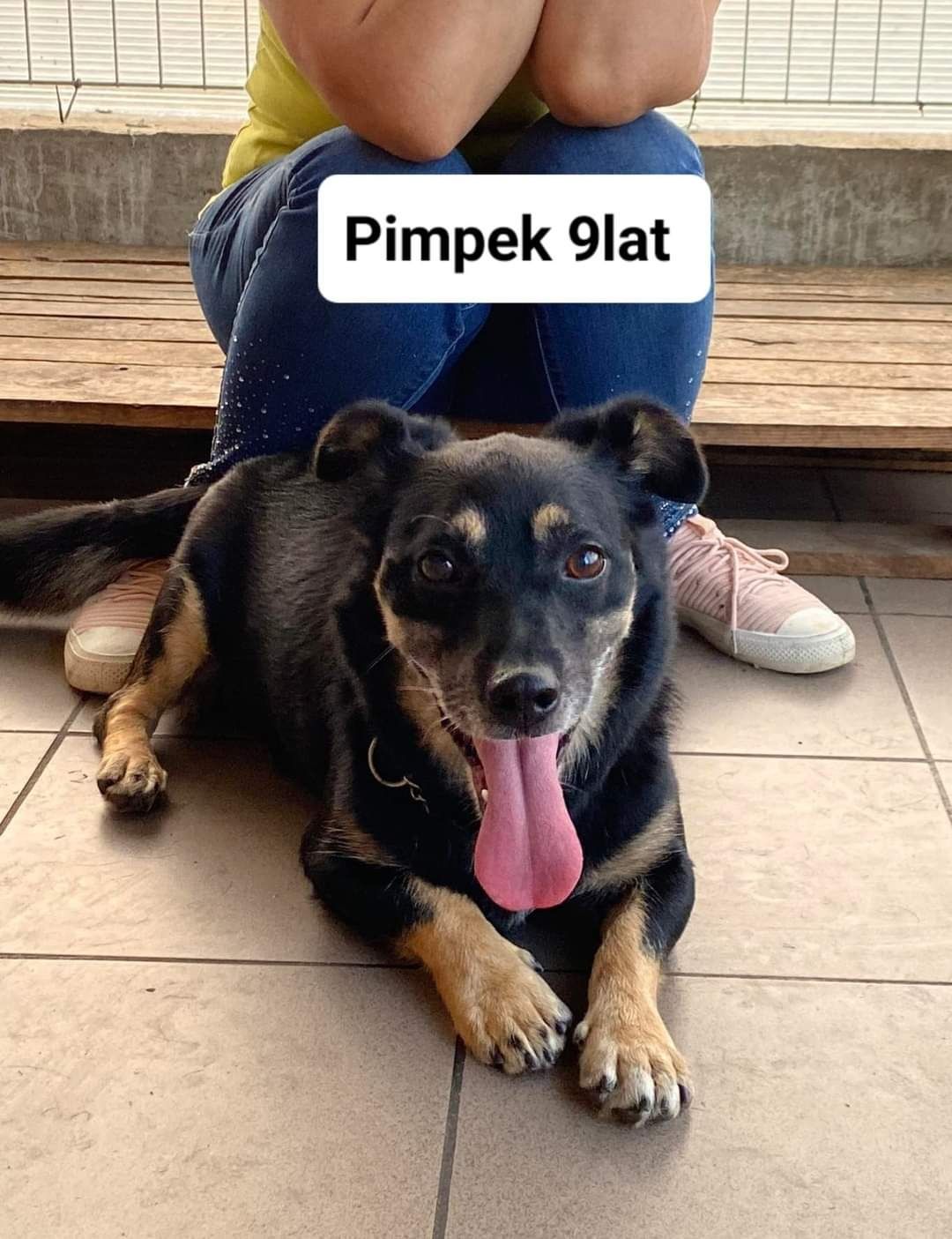 Pimpuś do adopcji