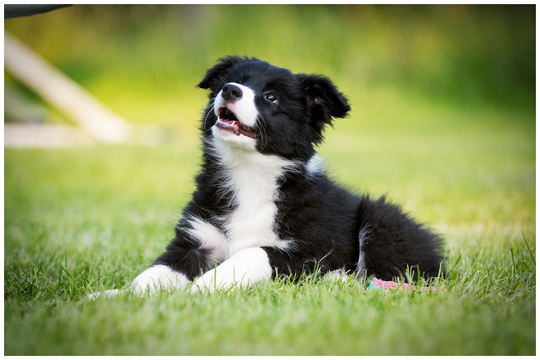 Border Collie FCI / ZKWP