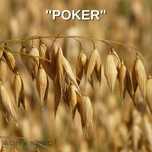 Owies Poker zbiór 2025