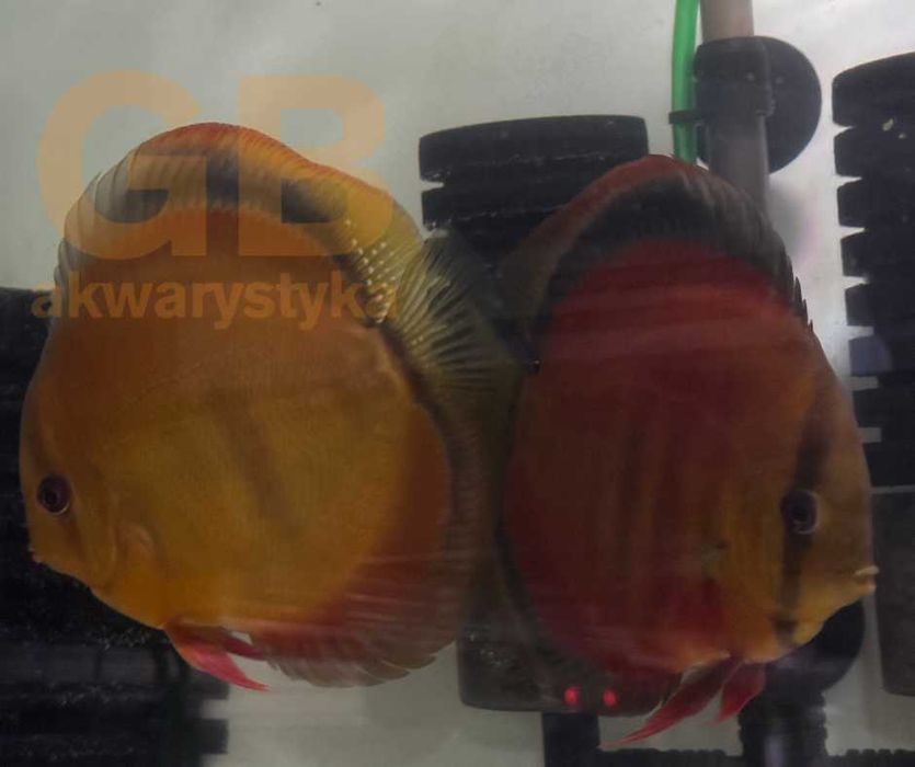 GB DYSKOWCE Paletka Red Cover | Rozmiar "L" 7-8cm - dowóz ryb!