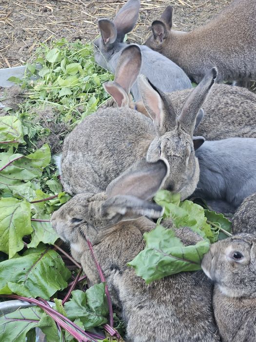 Królik Belgijski Olbrzym króliki