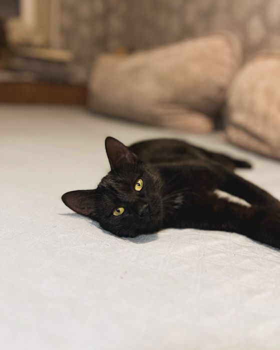 В добрые ручки , отдам даром