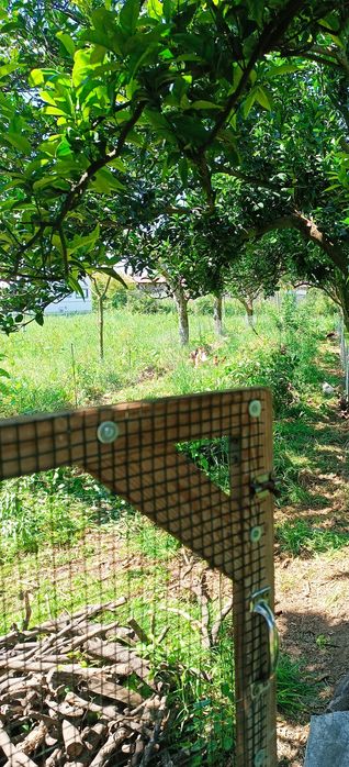 Ovos caseiros de pastagem