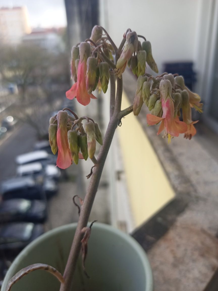 Planta mãe-de-mil (Kalanchoe daigremontiana)
