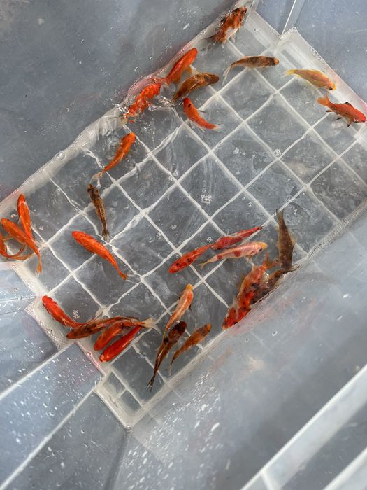 Karp koi karpie koi ryby do oczka stawu narybek