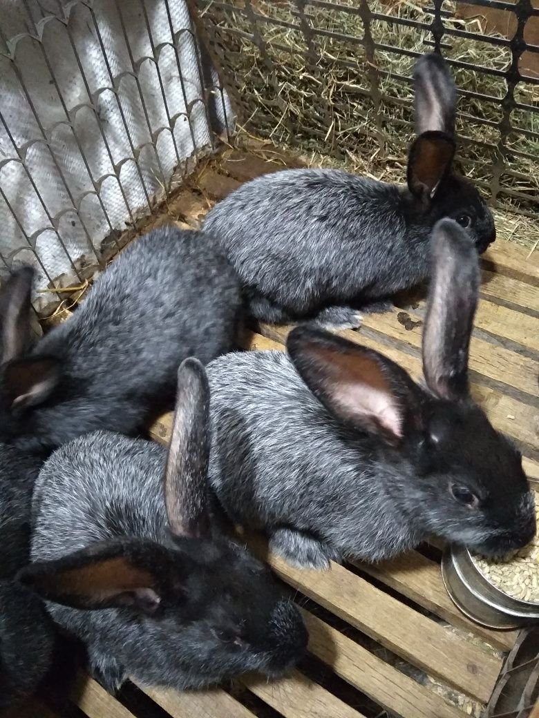 Продам кролі Полтавське срібло