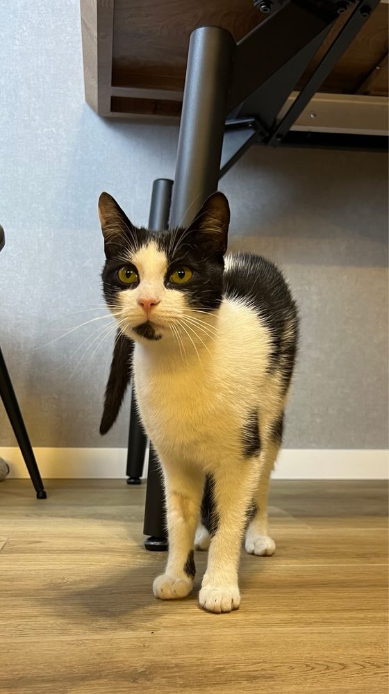 Кошеня в добрі руки !!! Кастрований і привитий! Кіт / Котик / Котеня