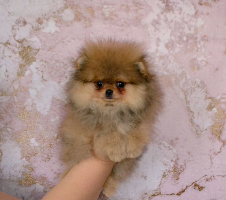 Померанец мальчик мини размера
