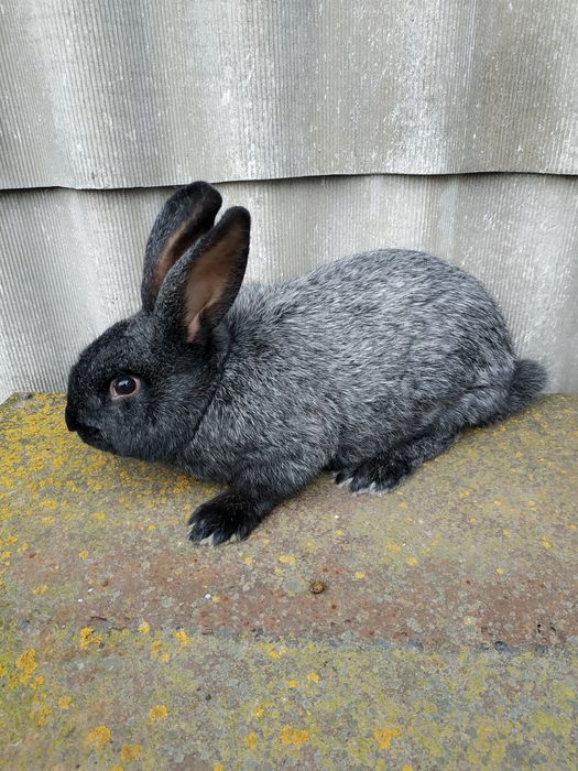 Продам кролі Полтавське срібло