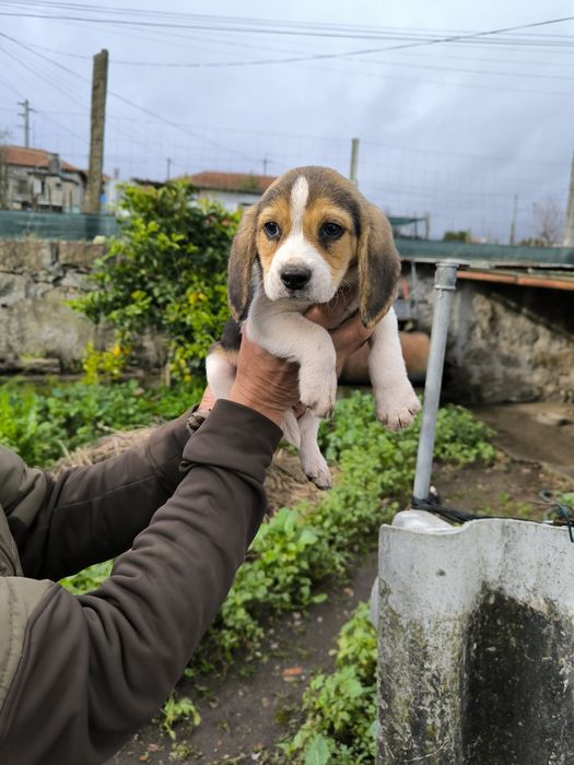 Beagle Tricolor Macho