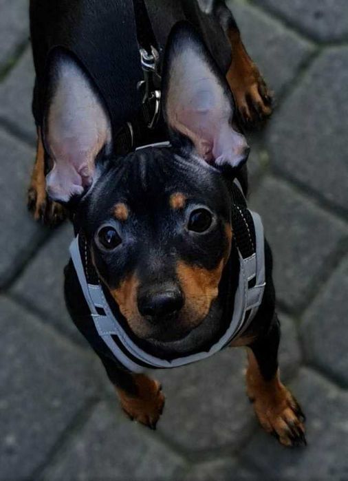 Zaginął Pinczer, czarny podpalany samiec