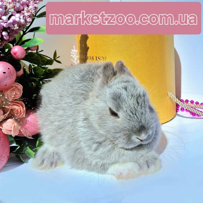 Продається кроленя породи Mini Netherland!