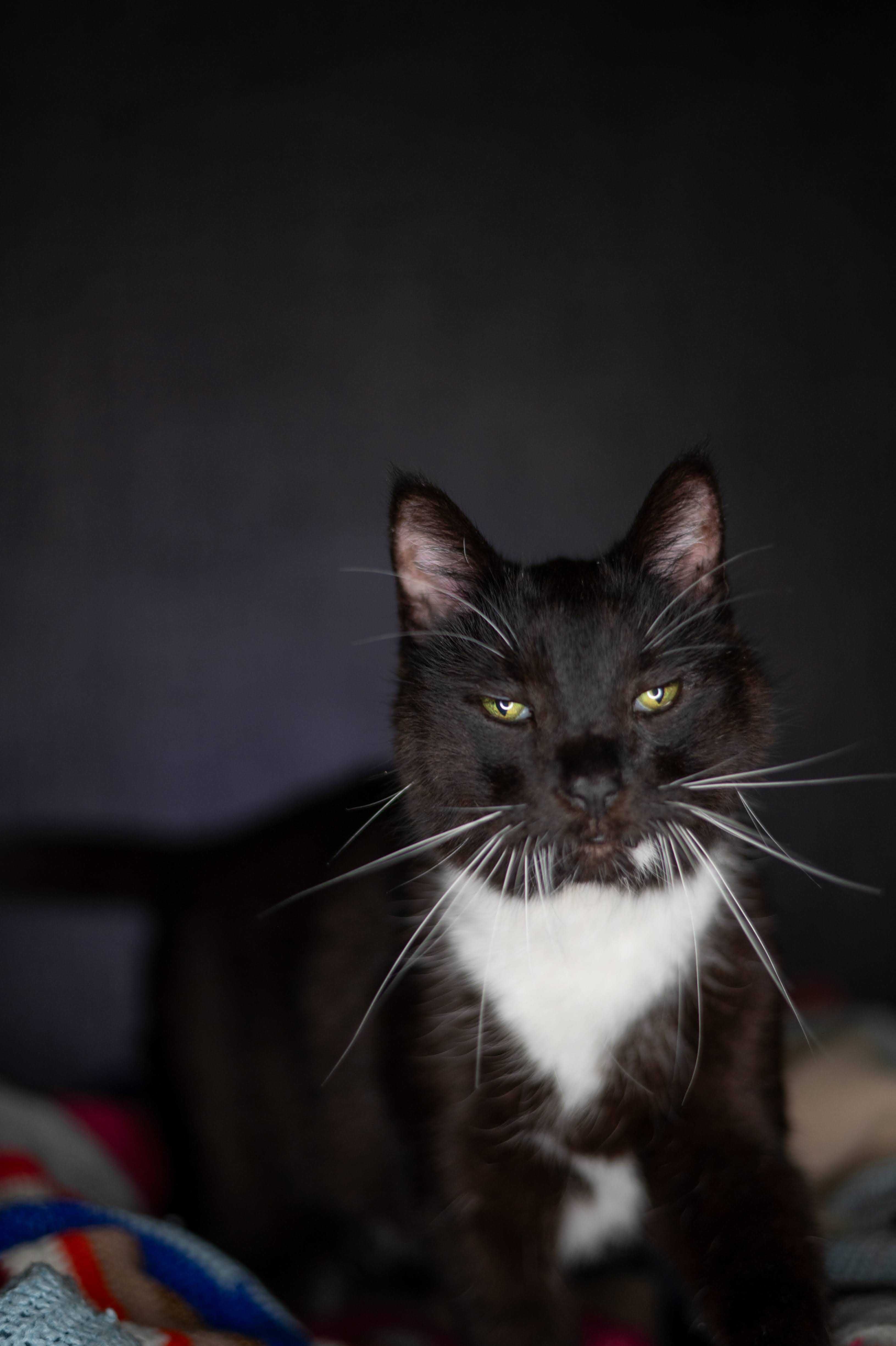 Mruczek kocur do adopcji