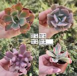 Suculentas: echeverias, cristatas, aeoniums, variegatas etc