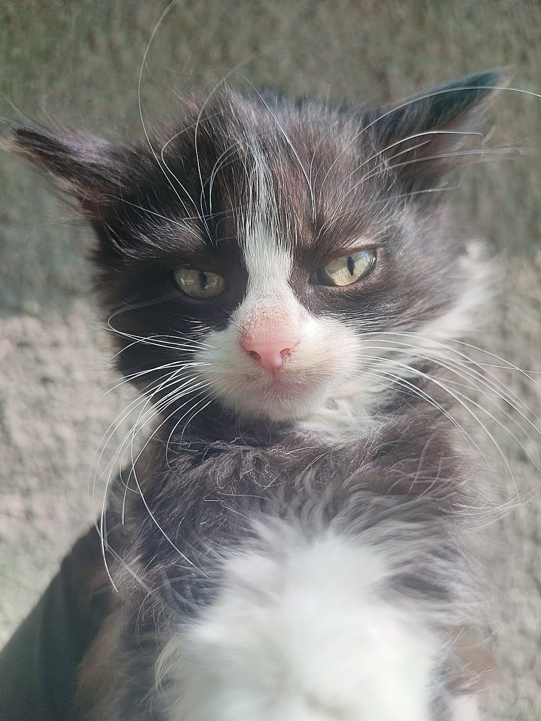Котята пушистые бесплатно, кот кошка