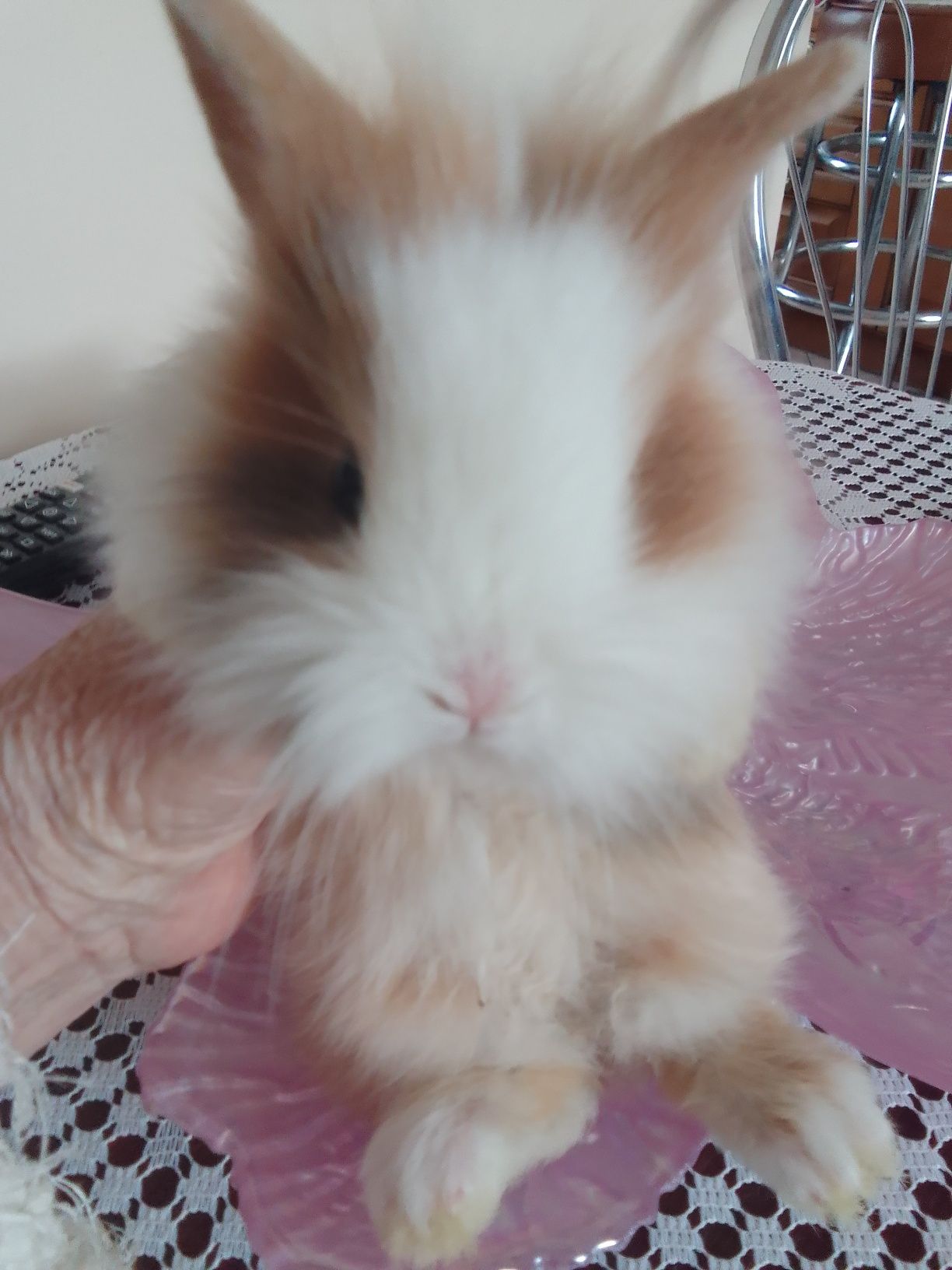 Królik miniaturka Teddy