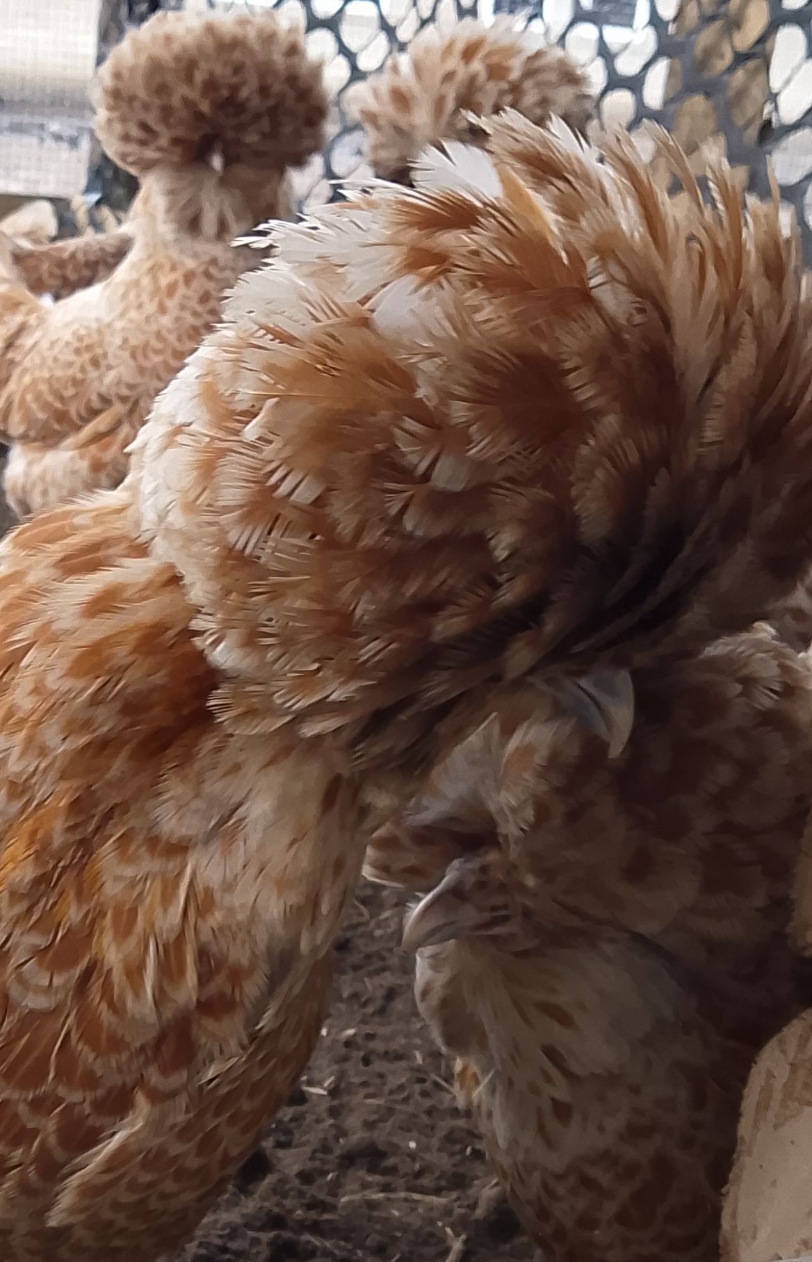 Czubatki czubatka wielbłądzia kury kurczaki jajka jaja lęgowe silki