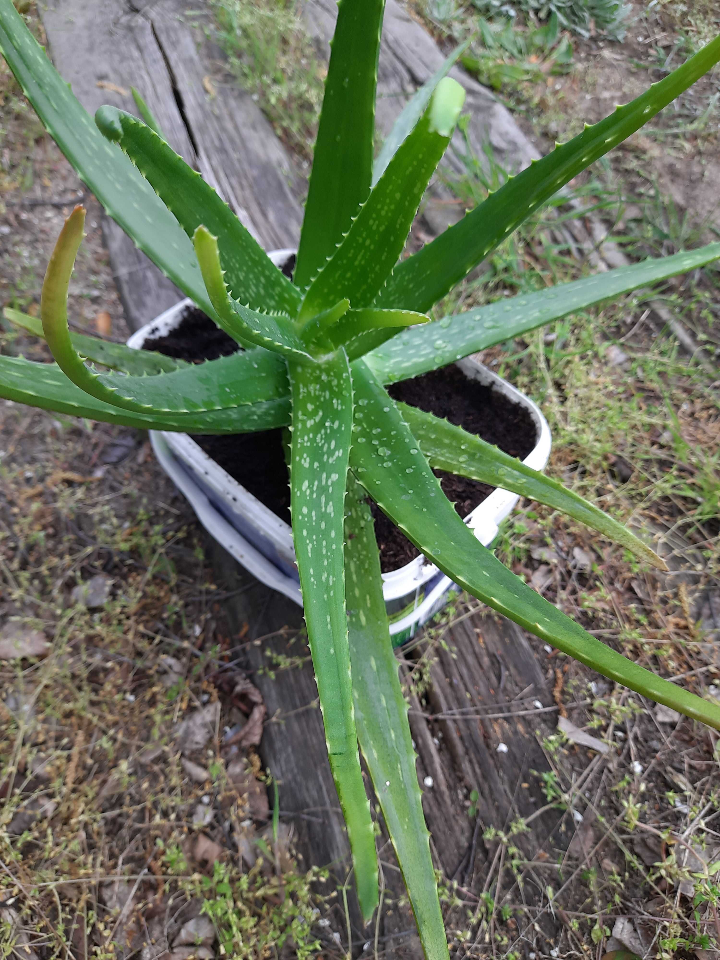 Aloes     kwiat     leczniczy