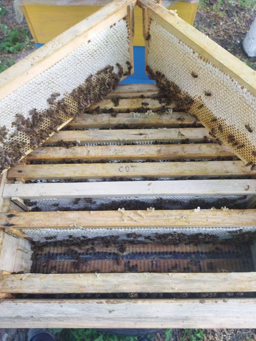 Продам  бджоло-пакети 2026