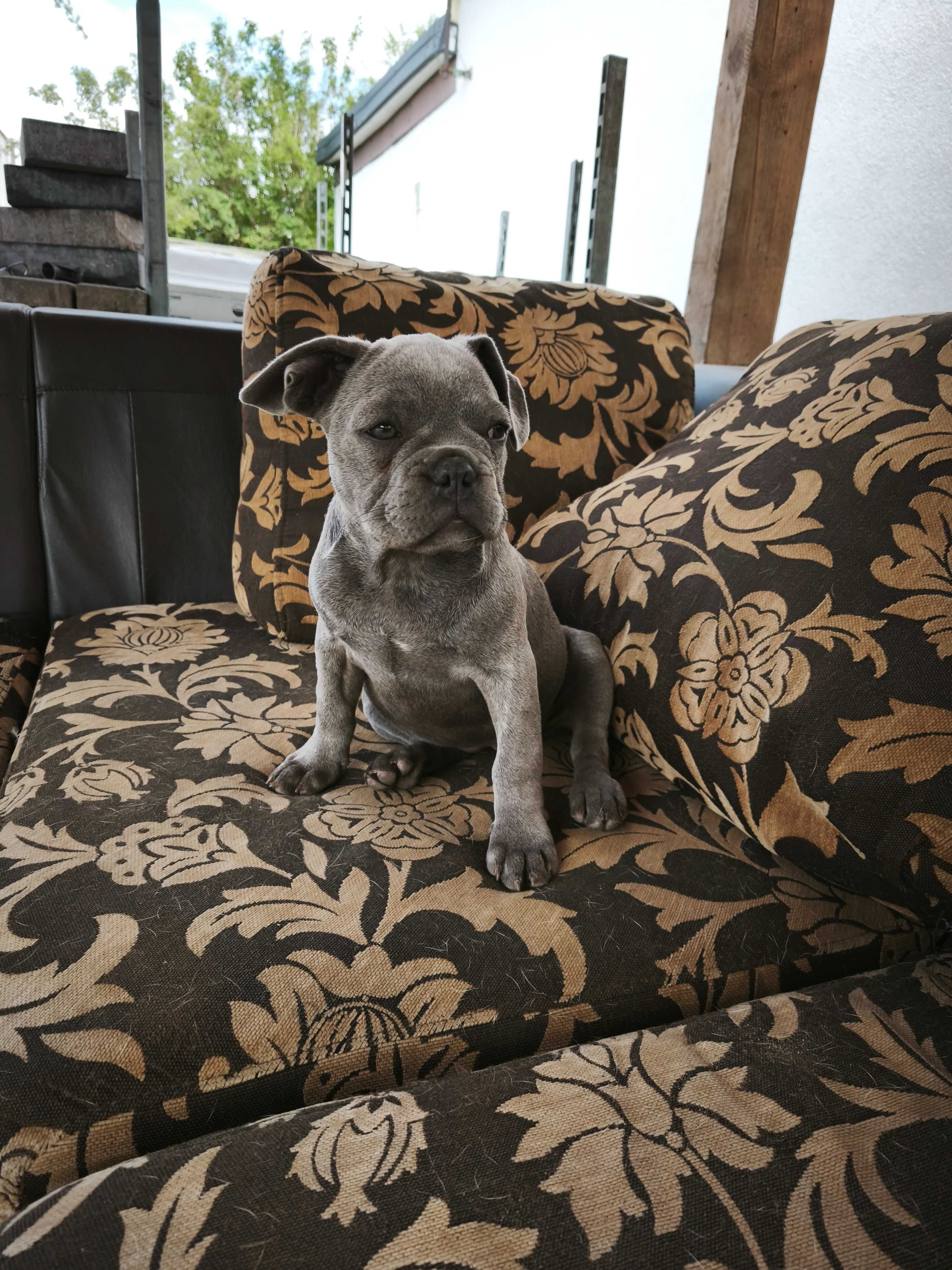 Buldog francuski