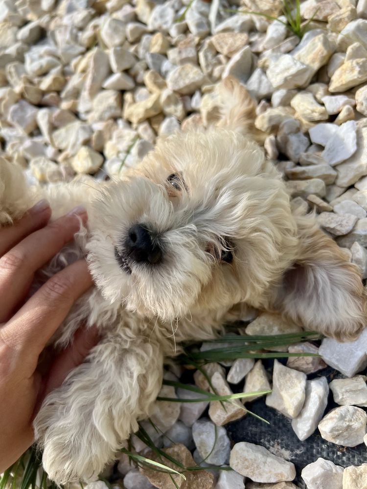 Piesek Maltipoo F1