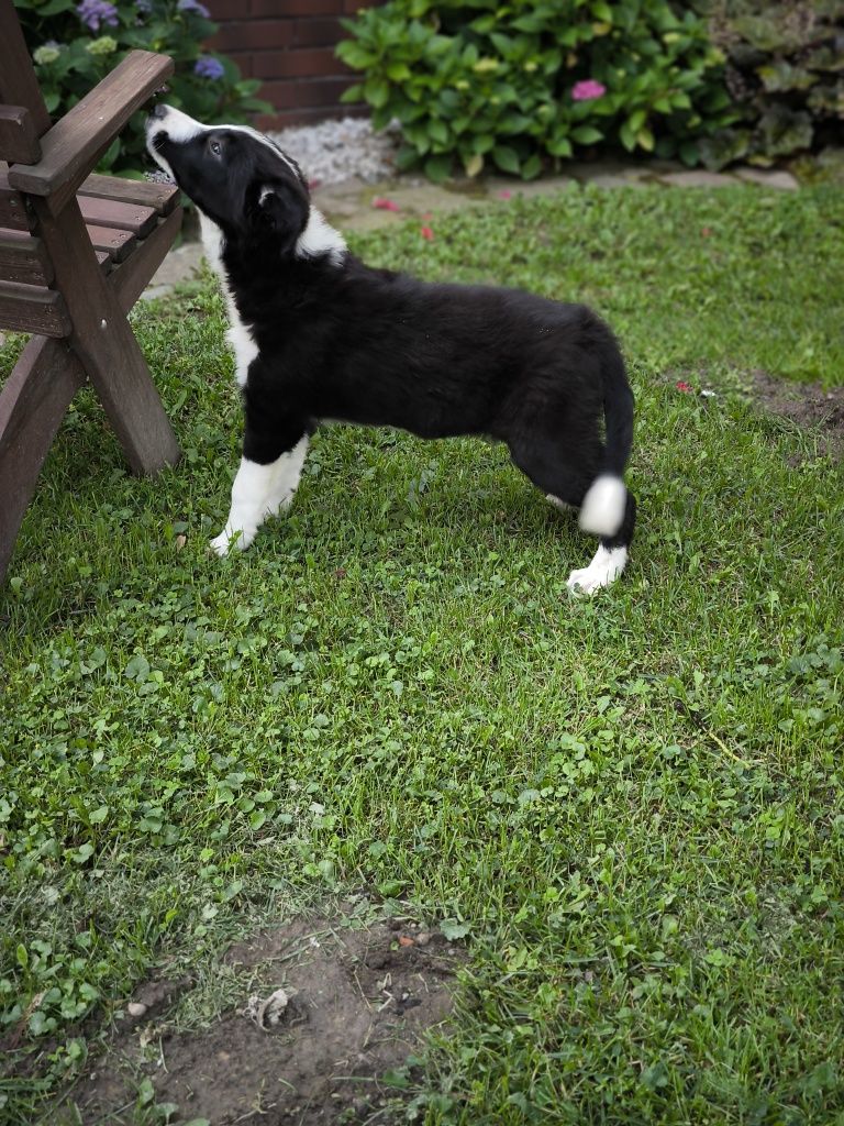 Border collie ZKWP FCI piesek