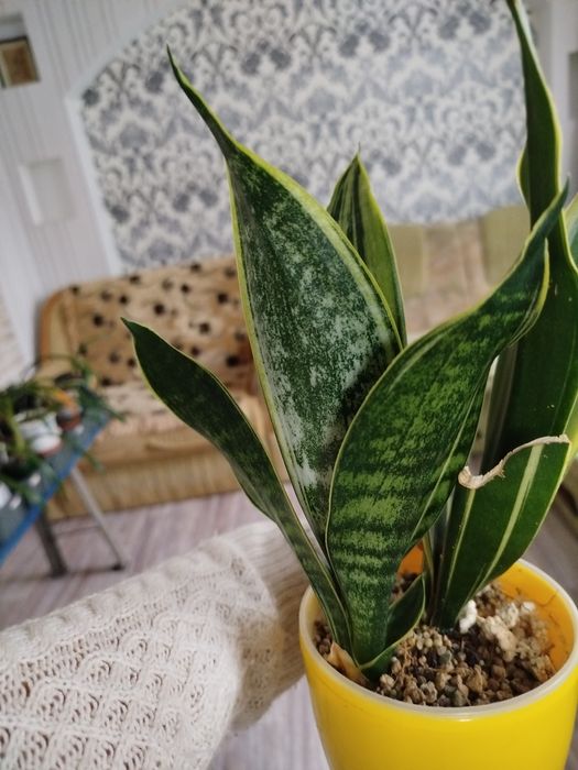 Сансевієрія Голд флейм Канарі, сансевиерия, сансев'єра.