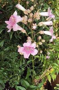Plantas trepadeiras sete-léguas flor rosa